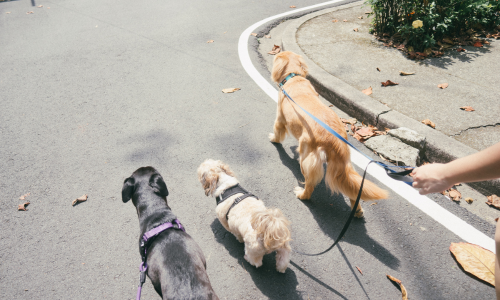 Passear com o cachorro no centro? Veja as dicas